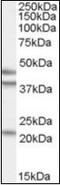 GA Binding Protein Transcription Factor Subunit Beta 1 antibody, orb89618, Biorbyt, Western Blot image 