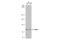 WW Domain Binding Protein 11 antibody, GTX118654, GeneTex, Western Blot image 