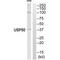 Ubiquitin Specific Peptidase 50 antibody, A13285, Boster Biological Technology, Western Blot image 