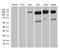 Rho/Rac Guanine Nucleotide Exchange Factor 18 antibody, LS-C795377, Lifespan Biosciences, Western Blot image 