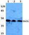 UDP-Glucose Ceramide Glucosyltransferase antibody, A10209, Boster Biological Technology, Western Blot image 