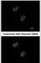 GA Binding Protein Transcription Factor Subunit Beta 1 antibody, PA5-21493, Invitrogen Antibodies, Immunofluorescence image 