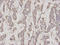 Geminin DNA Replication Inhibitor antibody, A06060-2, Boster Biological Technology, Immunohistochemistry paraffin image 