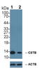 Cystatin-beta antibody, LS-C293623, Lifespan Biosciences, Western Blot image 