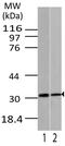 LIF Interleukin 6 Family Cytokine antibody, MBS668022, MyBioSource, Western Blot image 