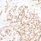 H2A Histone Family Member X antibody, A700-059, Bethyl Labs, Immunohistochemistry frozen image 