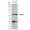 Cyclin B1 antibody, MAB6000, Novus Biologicals, Western Blot image 