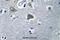 Carbonic Anhydrase 5B antibody, A11974, Boster Biological Technology, Immunohistochemistry paraffin image 