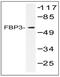Far Upstream Element Binding Protein 3 antibody, AP01471PU-N, Origene, Western Blot image 