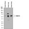 Alpha-1-antitrypsin antibody, AF1268, R&D Systems, Western Blot image 