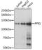 Peptidylprolyl Isomerase G antibody, LS-C330953, Lifespan Biosciences, Western Blot image 