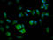 Elongator Acetyltransferase Complex Subunit 4 antibody, LS-C680420, Lifespan Biosciences, Immunofluorescence image 