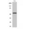 Golgi Reassembly Stacking Protein 2 antibody, LS-C383842, Lifespan Biosciences, Western Blot image 