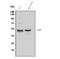 Repulsive Guidance Molecule BMP Co-Receptor B antibody, A06984-1, Boster Biological Technology, Western Blot image 