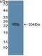 CD40 Molecule antibody, LS-C314732, Lifespan Biosciences, Western Blot image 