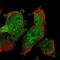 Pyrroline-5-Carboxylate Reductase 3 antibody, PA5-64119, Invitrogen Antibodies, Immunofluorescence image 