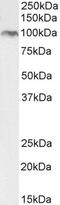 Bone Morphogenetic Protein 1 antibody, PA5-37844, Invitrogen Antibodies, Western Blot image 