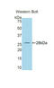 Granzyme A antibody, LS-C300920, Lifespan Biosciences, Western Blot image 