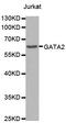 GATA Binding Protein 2 antibody, MBS125969, MyBioSource, Western Blot image 