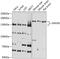 DExH-Box Helicase 30 antibody, 23-669, ProSci, Western Blot image 