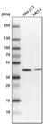 Sulfide Quinone Oxidoreductase antibody, PA5-53549, Invitrogen Antibodies, Western Blot image 