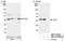 Ubiquitin Recognition Factor In ER Associated Degradation 1 antibody, NBP1-03338, Novus Biologicals, Western Blot image 