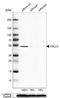 Vestigial Like Family Member 4 antibody, NBP2-38421, Novus Biologicals, Western Blot image 