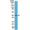 BCL2 Associated Athanogene 1 antibody, M02423, Boster Biological Technology, Western Blot image 