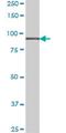 Protein Hook homolog 1 antibody, H00051361-M02, Novus Biologicals, Western Blot image 