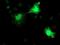 RFXK antibody, NBP2-01756, Novus Biologicals, Immunocytochemistry image 