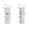 Interferon Regulatory Factor 6 antibody, NBP2-49383, Novus Biologicals, Western Blot image 