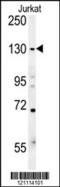 Euchromatic Histone Lysine Methyltransferase 2 antibody, 61-962, ProSci, Western Blot image 