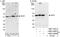 Ankyrin Repeat And KH Domain Containing 1 antibody, NBP1-78211, Novus Biologicals, Immunoprecipitation image 