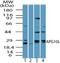 Autophagy Related 10 antibody, NBP2-24594, Novus Biologicals, Western Blot image 