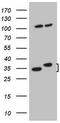 WD Repeat Domain 61 antibody, CF807587, Origene, Western Blot image 