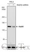 RAD50 Double Strand Break Repair Protein antibody, GTX119732, GeneTex, Western Blot image 