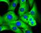 RAD18 E3 Ubiquitin Protein Ligase antibody, NBP2-67669, Novus Biologicals, Immunofluorescence image 