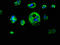 Keratin 1 antibody, LS-C673185, Lifespan Biosciences, Immunofluorescence image 