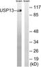 Ubiquitin Specific Peptidase 13 antibody, LS-C120442, Lifespan Biosciences, Western Blot image 