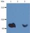 Beta-2-Microglobulin antibody, BM604HRP, Origene, Western Blot image 