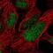 Forkhead Box P2 antibody, NBP2-55618, Novus Biologicals, Immunofluorescence image 