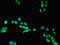 Lysophospholipase Like 1 antibody, LS-C377815, Lifespan Biosciences, Immunofluorescence image 