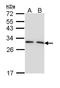 Tyrosine 3-Monooxygenase/Tryptophan 5-Monooxygenase Activation Protein Gamma antibody, LS-C109510, Lifespan Biosciences, Western Blot image 