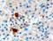 Pancreatic Polypeptide antibody, PA5-18395, Invitrogen Antibodies, Immunohistochemistry frozen image 