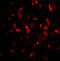 Thymic Stromal Lymphopoietin antibody, 4025, ProSci, Immunofluorescence image 
