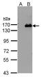 Bromodomain And PHD Finger Containing 1 antibody, PA5-27783, Invitrogen Antibodies, Western Blot image 