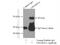 Ubiquitin-associated and SH3 domain-containing protein A antibody, 15823-1-AP, Proteintech Group, Immunoprecipitation image 