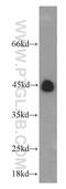 Ring Finger Protein 150 antibody, 21438-1-AP, Proteintech Group, Western Blot image 