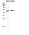 Matrix Metallopeptidase 3 antibody, STJ95830, St John
