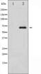 RELB Proto-Oncogene, NF-KB Subunit antibody, abx011457, Abbexa, Western Blot image 